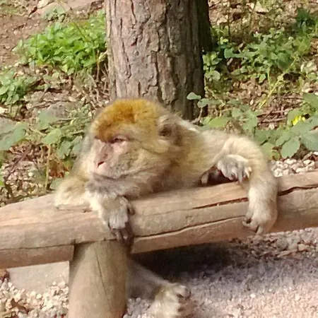 Du Ried Dom wakacyjny *
